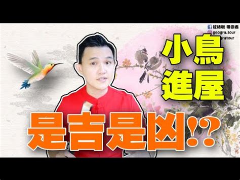 小鳥飛到家裡|【鳥飛進家裡】家有喜事來了！鳥飛進家裡預示著什麼吉凶？